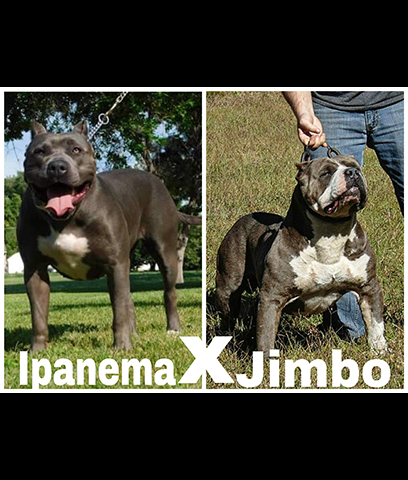 You are currently viewing Jimbo & Ipanema