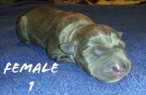 red nose xxl pitbull puppies for sale