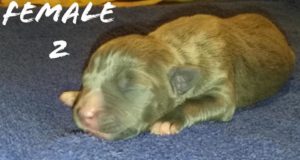 bully puppies for sale in austin tx