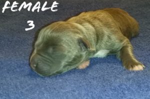 xxl bully pitbull puppies for sale