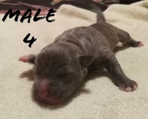 american bully pits for sale