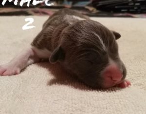 american pit puppies for sale